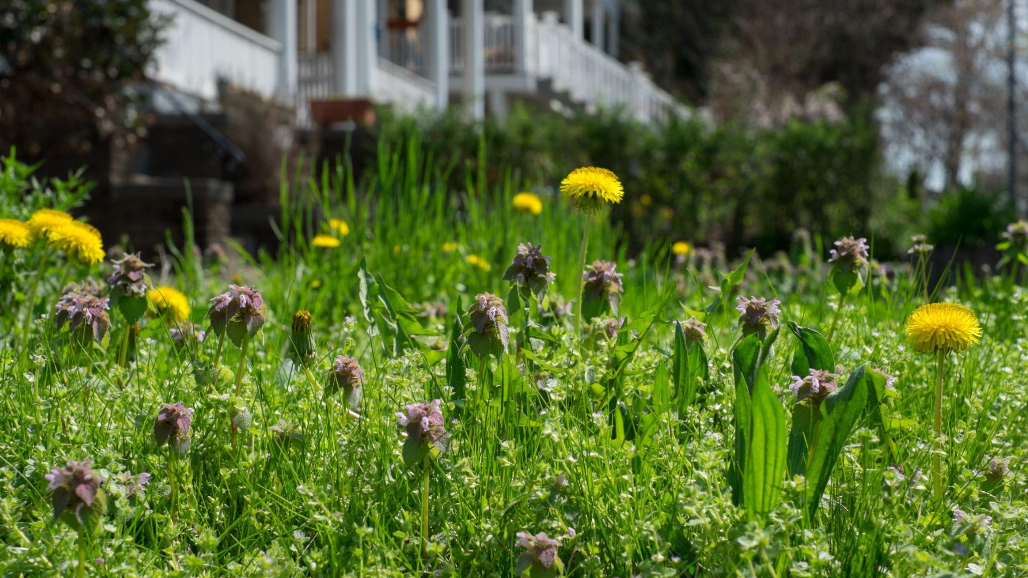 The Best Lawn Fertilizer For Spring - Detailed Buying Guide 2021