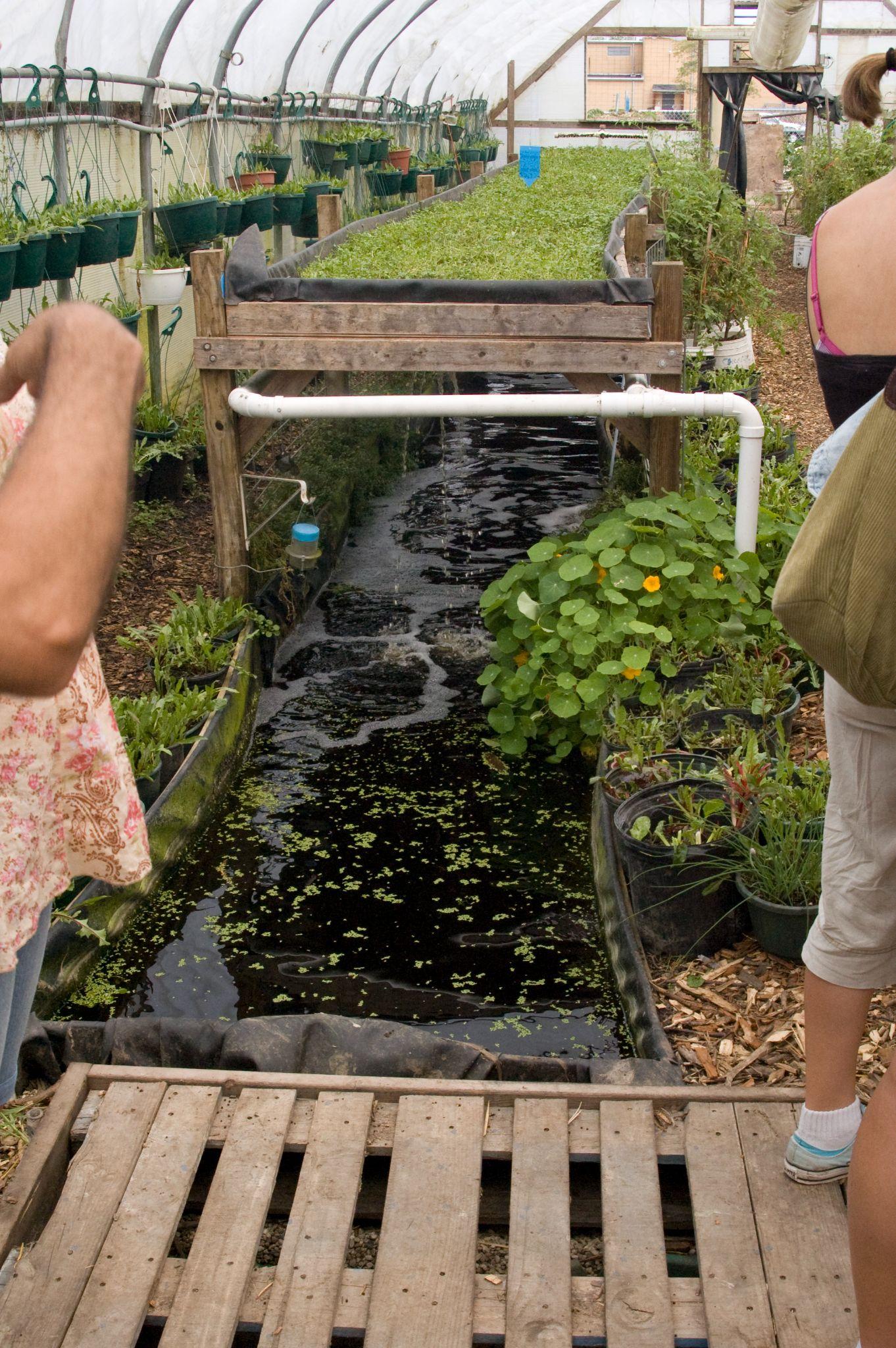 A Step-to-step Guide To Top 7 Best Aquaponics Book In 2021