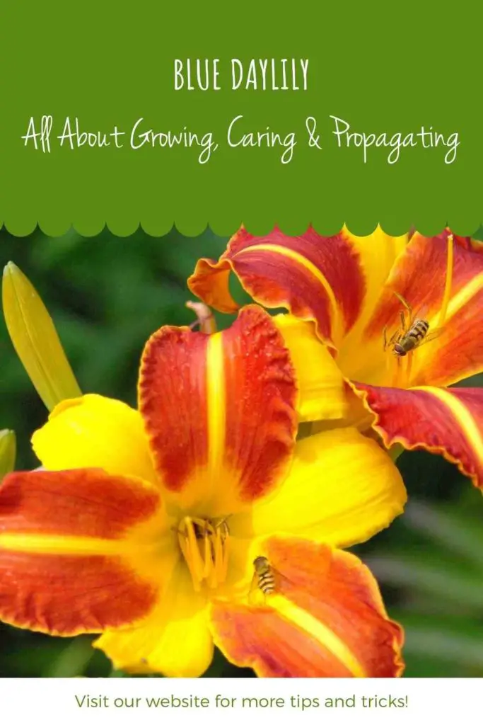 Blue Daylily: All About Growing, Caring & Propagating (Beginner’s Guide)