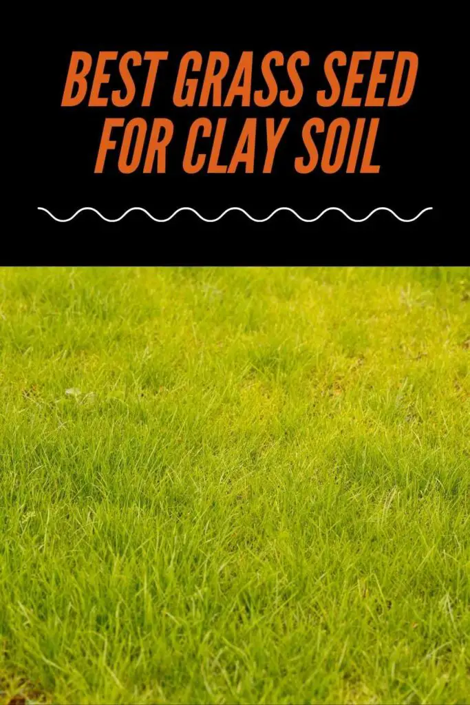 Best Grass Seed For Clay Soil – Review With Buying Guide