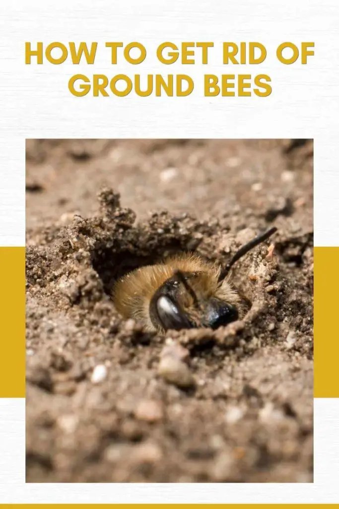 How To Get Rid Of Ground Bees (Effective Pest Control Guide)