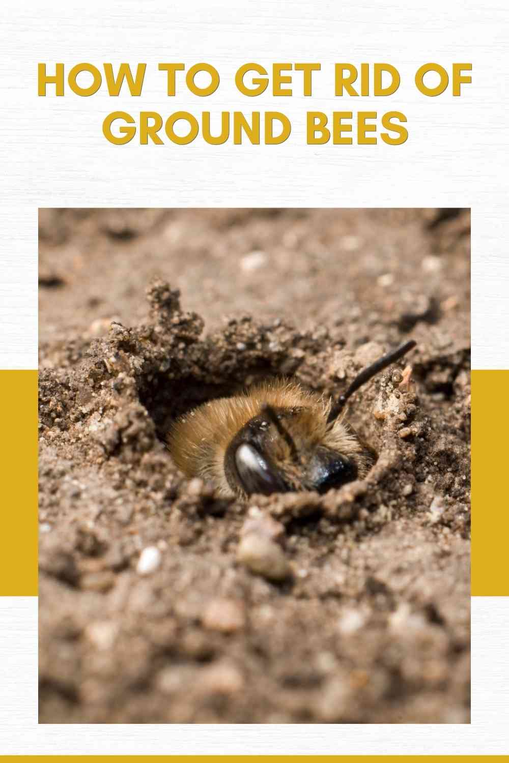 How To Get Rid Of Ground Bees (Effective Pest Control Guide) | Constant ...