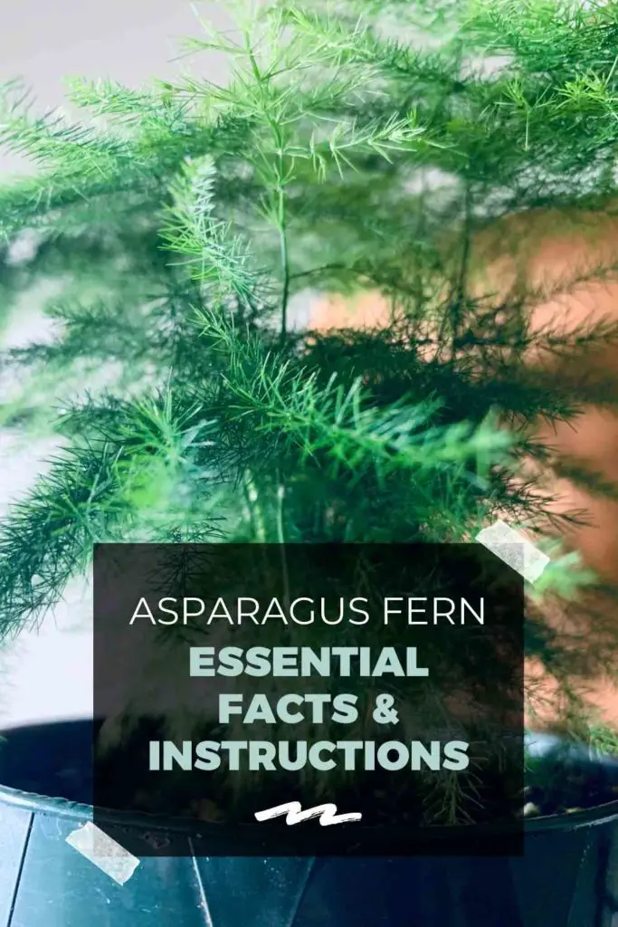Asparagus Fern: Essential Facts & Instructions (For Beginners)