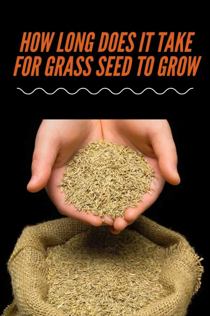 How Long Does It Take For Grass Seed To Grow