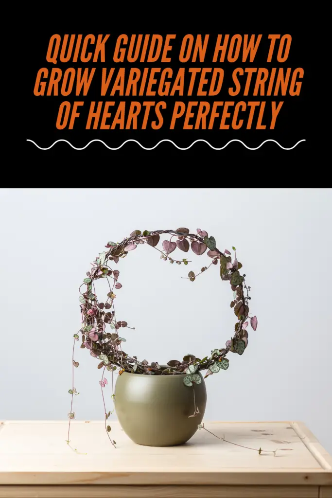 Quick Guide On How To Grow Variegated String Of Hearts Perfectly