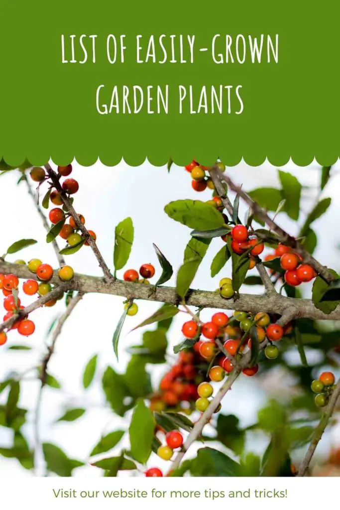 List of Easily-Grown Garden Plants