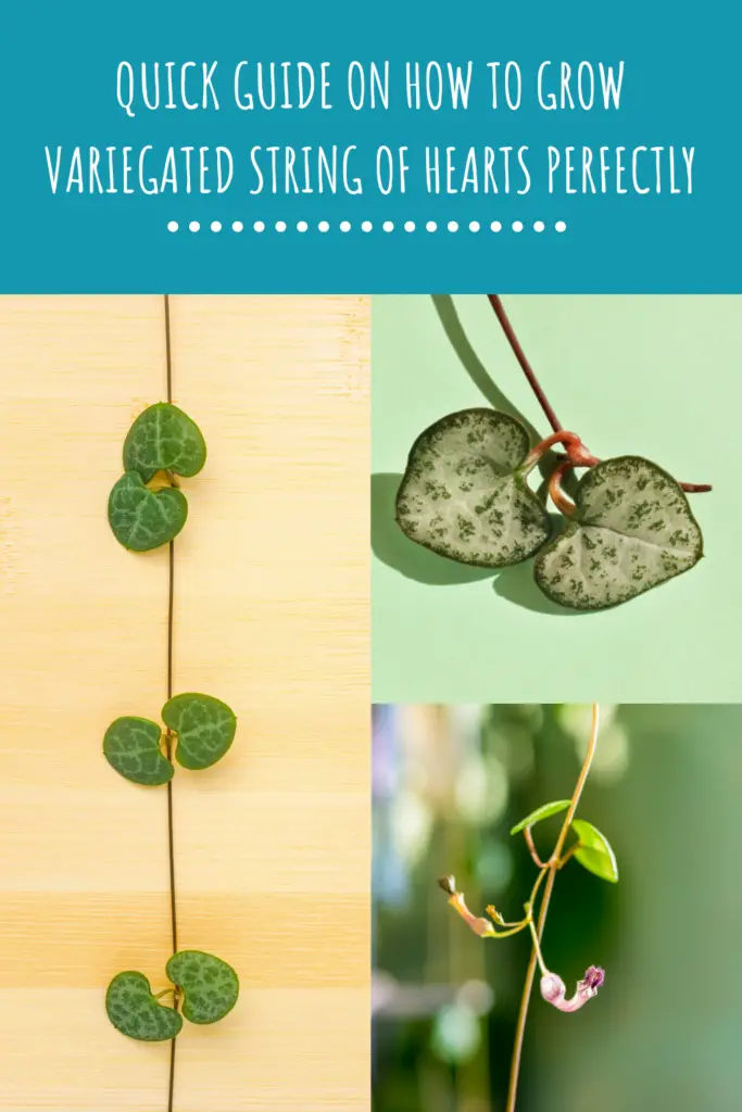 Quick Guide On How To Grow Variegated String Of Hearts Perfectly