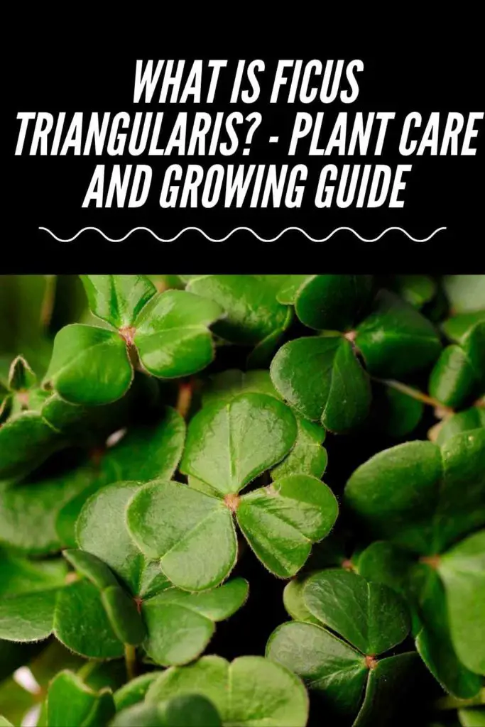 What Is Ficus Triangularis? - Plant Care And Growing Guide
