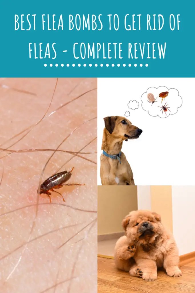 Best Flea Bombs To Get Rid Of Fleas - Complete Review