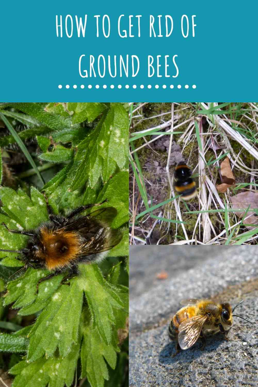 How To Get Rid Of Ground Bees (Effective Pest Control Guide) | Constant ...