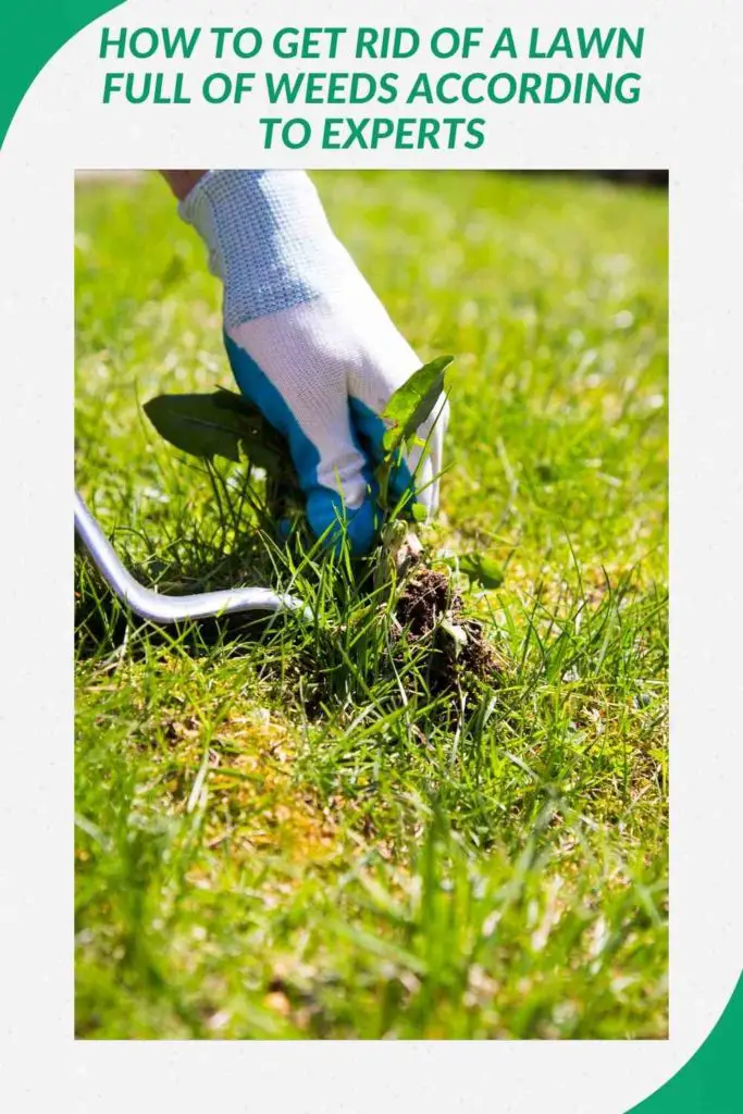 How To Get Rid Of A Lawn Full Of Weeds According To Experts