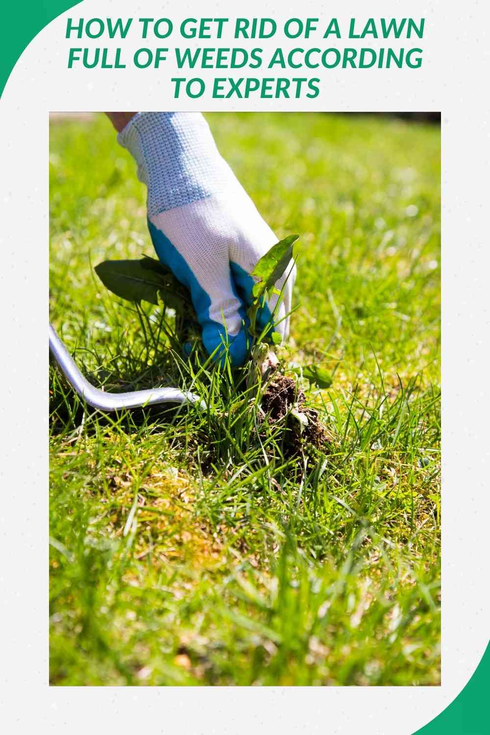 How To Get Rid Of A Lawn Full Of Weeds According To Experts | Constant ...