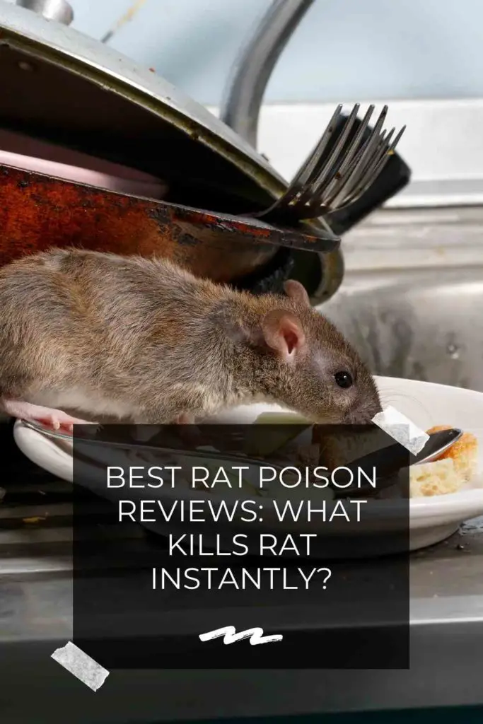 Best Rat Poison Reviews: What Kills Rat Instantly?