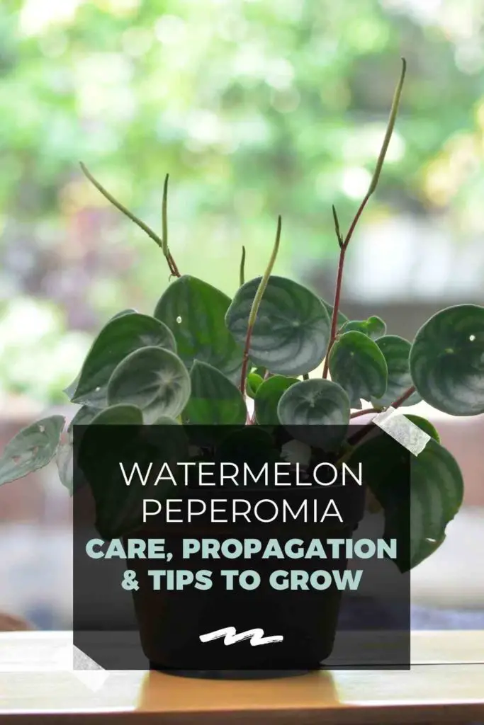 Watermelon Peperomia: Care, Propagation & Tips To Grow