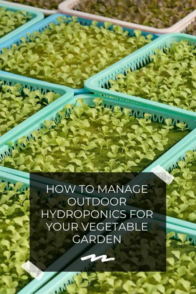 How To Manage Outdoor Hydroponics For Your Vegetable Garden