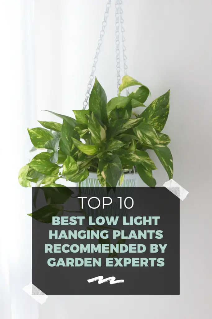 Top 10 Best Low Light Hanging Plants Recommended by Garden Experts