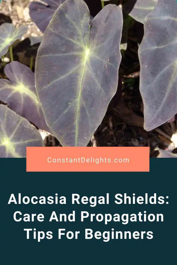 Alocasia Regal Shields: Care And Propagation Tips For Beginners