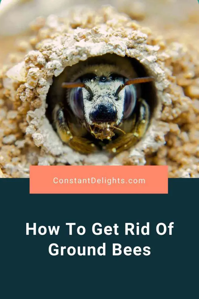 How To Get Rid Of Ground Bees (Effective Pest Control Guide)