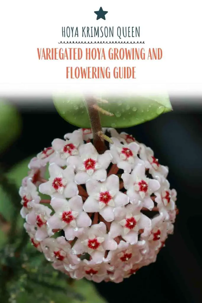 Hoya Krimson Queen: Variegated Hoya Growing And Flowering Guide