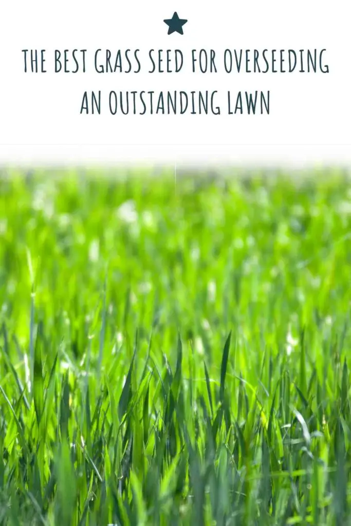 The Best Grass Seed For Overseeding An Outstanding Lawn