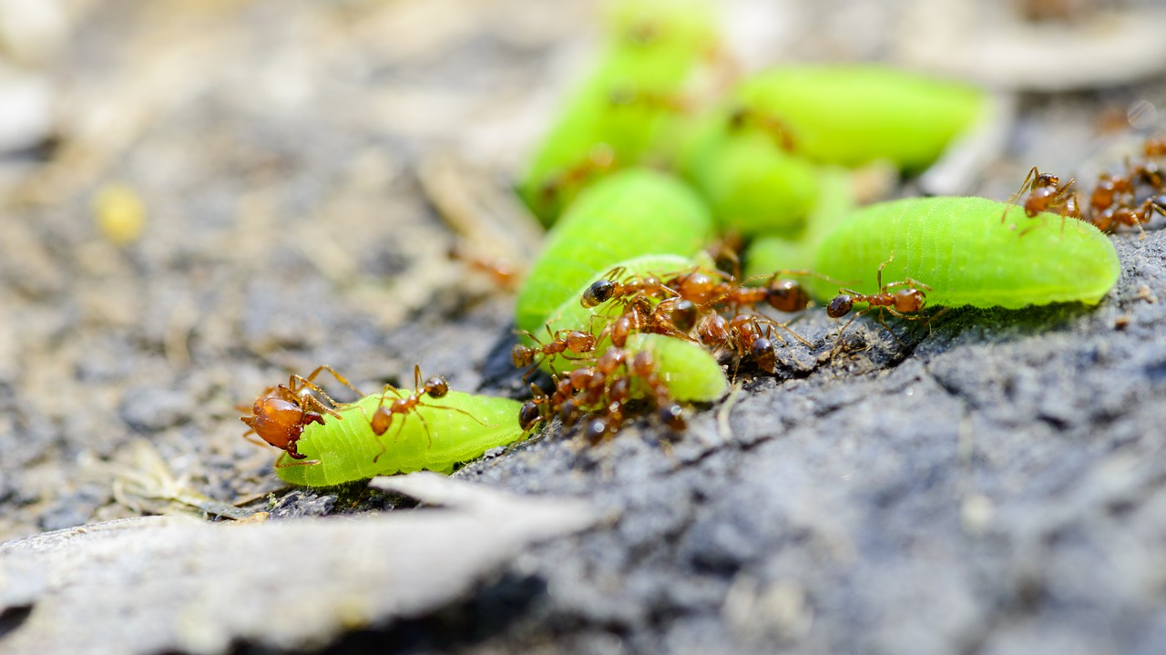 A Comprehensive Guide To The Best Fire Ant Killer