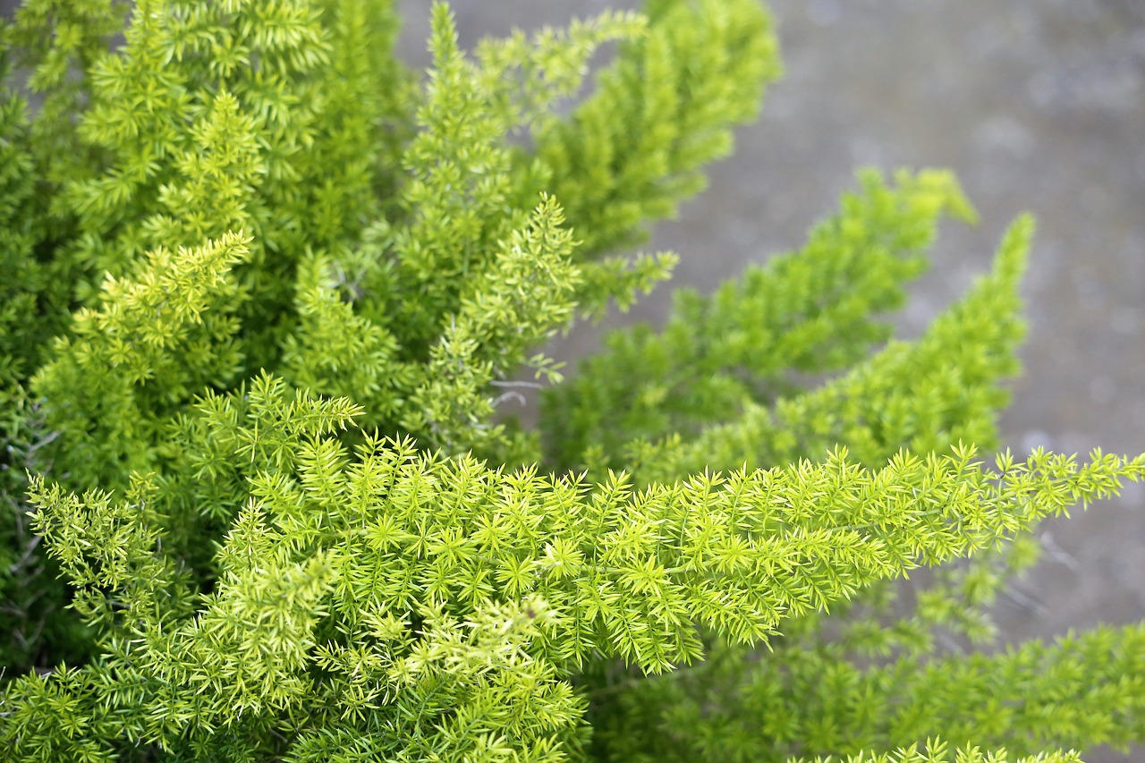 Asparagus Fern: Essential Facts & Instructions (For Beginners)