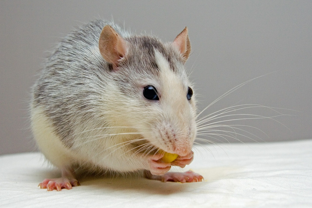 Best Rat Poison Reviews: What Kills Rat Instantly?