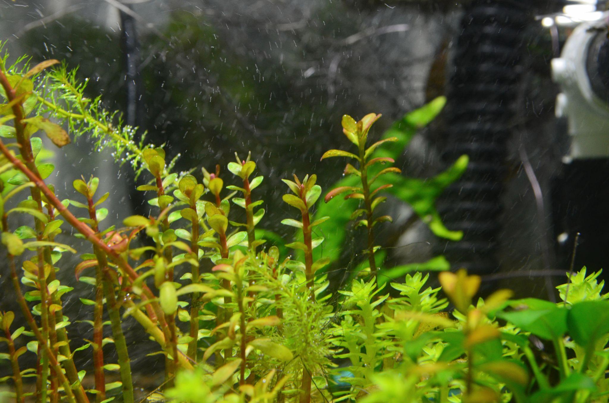 Top 9 Best Easy-to-care Floating Aquarium Plants for Your Aquarium (Expert Recommendations)