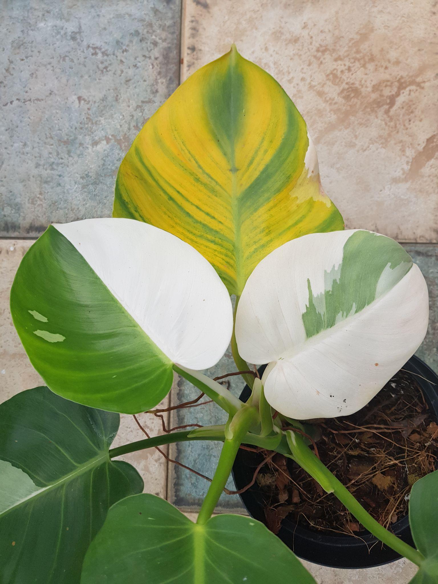 Philodendron White Knight: Growing & Caring Instructions For Beginners