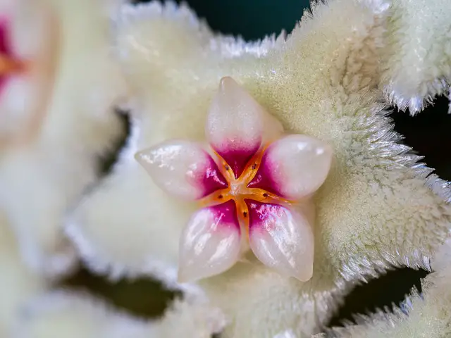 Hoya Krimson Queen: Variegated Hoya Growing And Flowering Guide