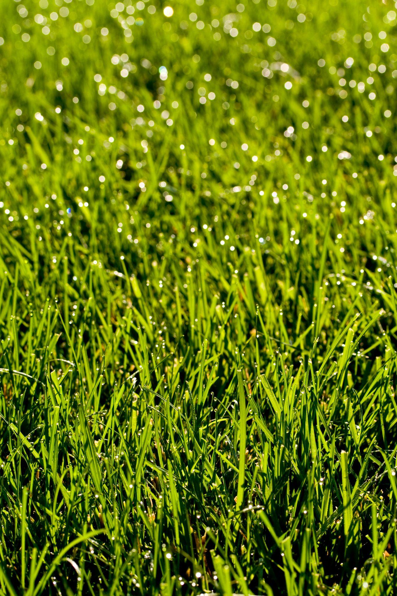 The Best Grass Seed For Overseeding An Outstanding Lawn