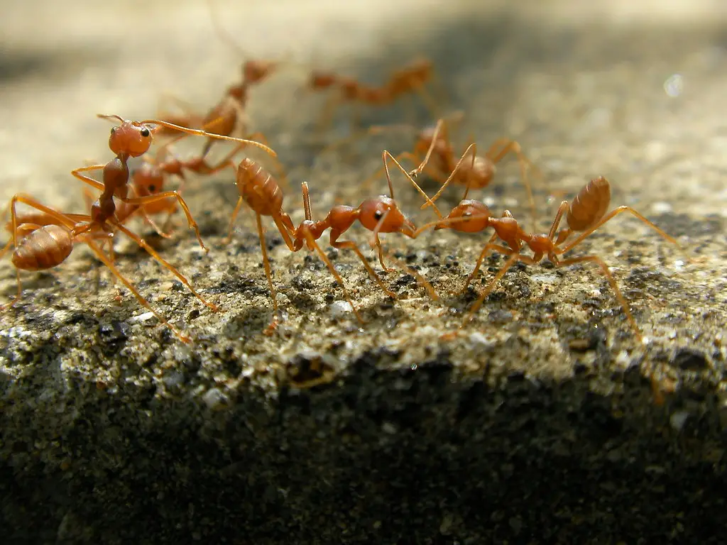 A Comprehensive Guide To The Best Fire Ant Killer